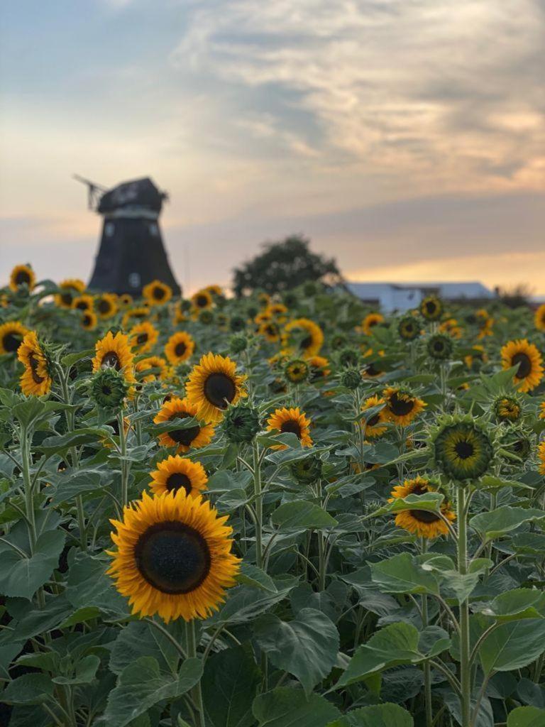 Ferienwohnung-Wildblume Petersdorf auf Fehmarn 외부 사진